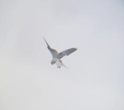 Foto Milano Blanco