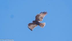Foto Aguilucho Común
