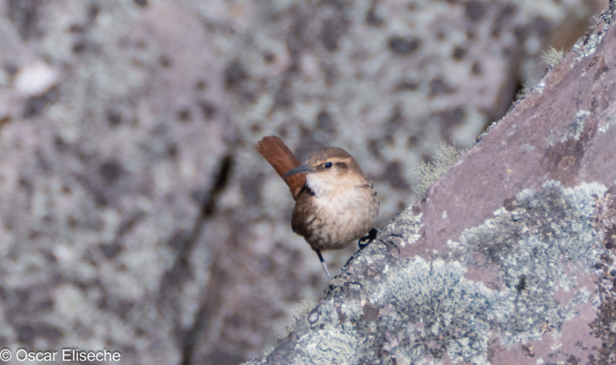 Ochetorhynchus&nbsp;andaecola