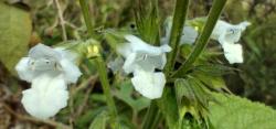 Foto Salvia Cimarrona