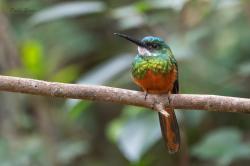 Foto Jacamar Rabirrufo