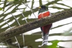 Foto Trogon Collarejo