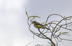 Foto Suirirí Amarillo