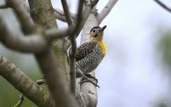 Foto Carpintero Campestre