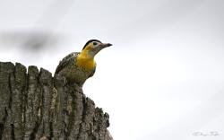 Foto Carpintero Campestre