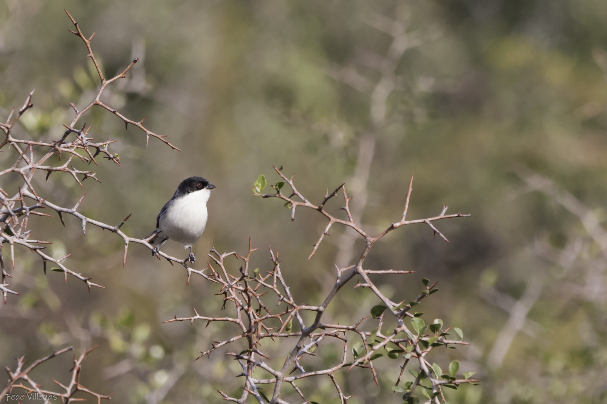 Foto Monterita Cabeza Negra