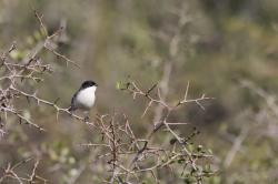Foto Monterita Cabeza Negra