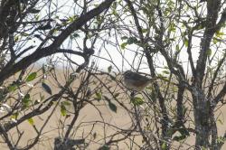 Foto Monterita Pecho Gris