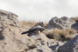 Foto Águila Mora