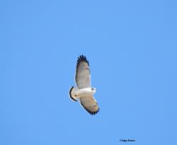 Foto Aguilucho Común
