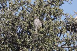 Photo Halconcito Gris