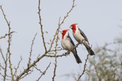 Foto Cardenal Común