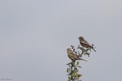 Foto Monterita Canela