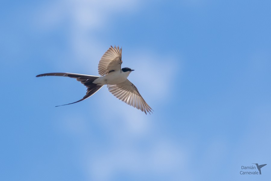Tijereta (Tyrannus savana)