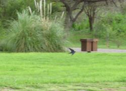 Foto Golondrina Tijerita