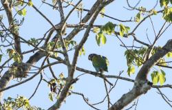 Foto Loro Cabeciazul