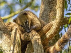 Foto Coatí
