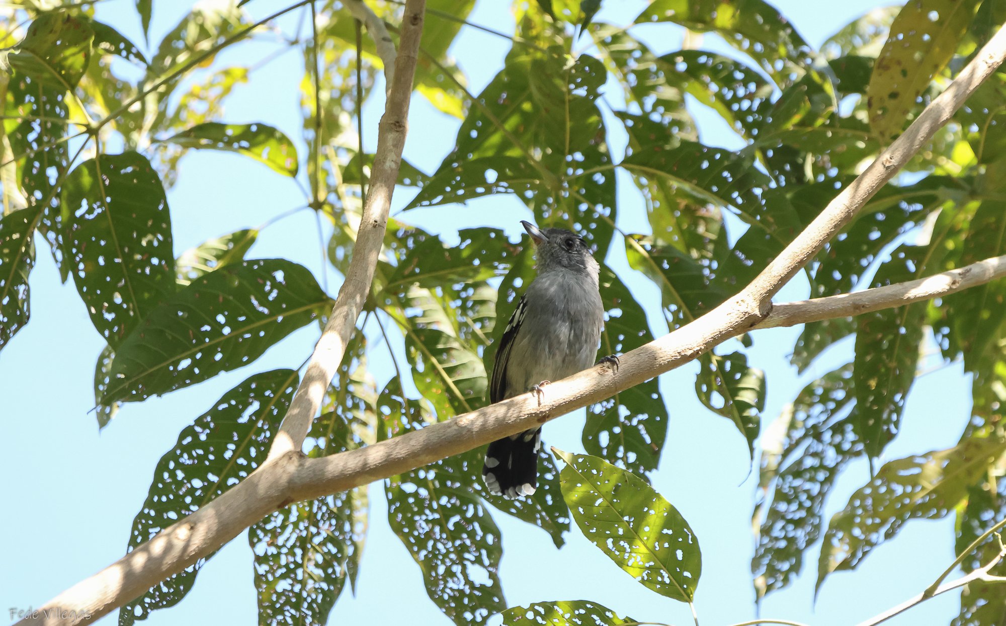 Thamnophilus&nbsp;ambiguus