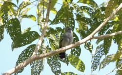 Choca de Sooretama (Thamnophilus ambiguus)