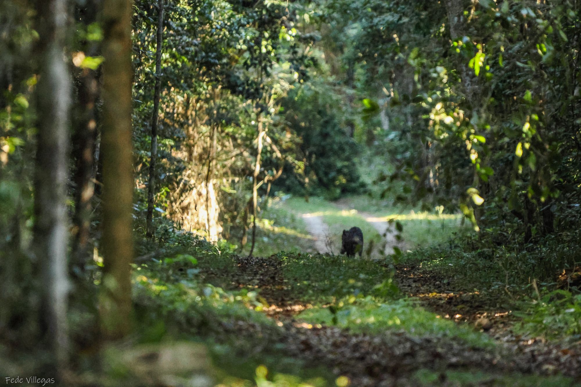Foto Pecarí Labiado