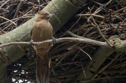 Foto Cacholote Castaño