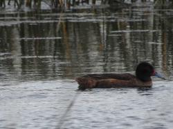 Foto Pato Cabeza Negra