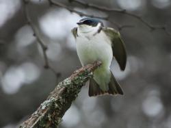 Foto Golondrina Ceja Blanca