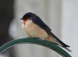 Foto Golondrina Tijerita
