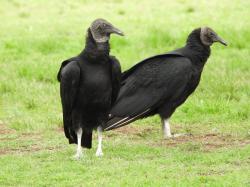 Foto Jote Cabeza Negra