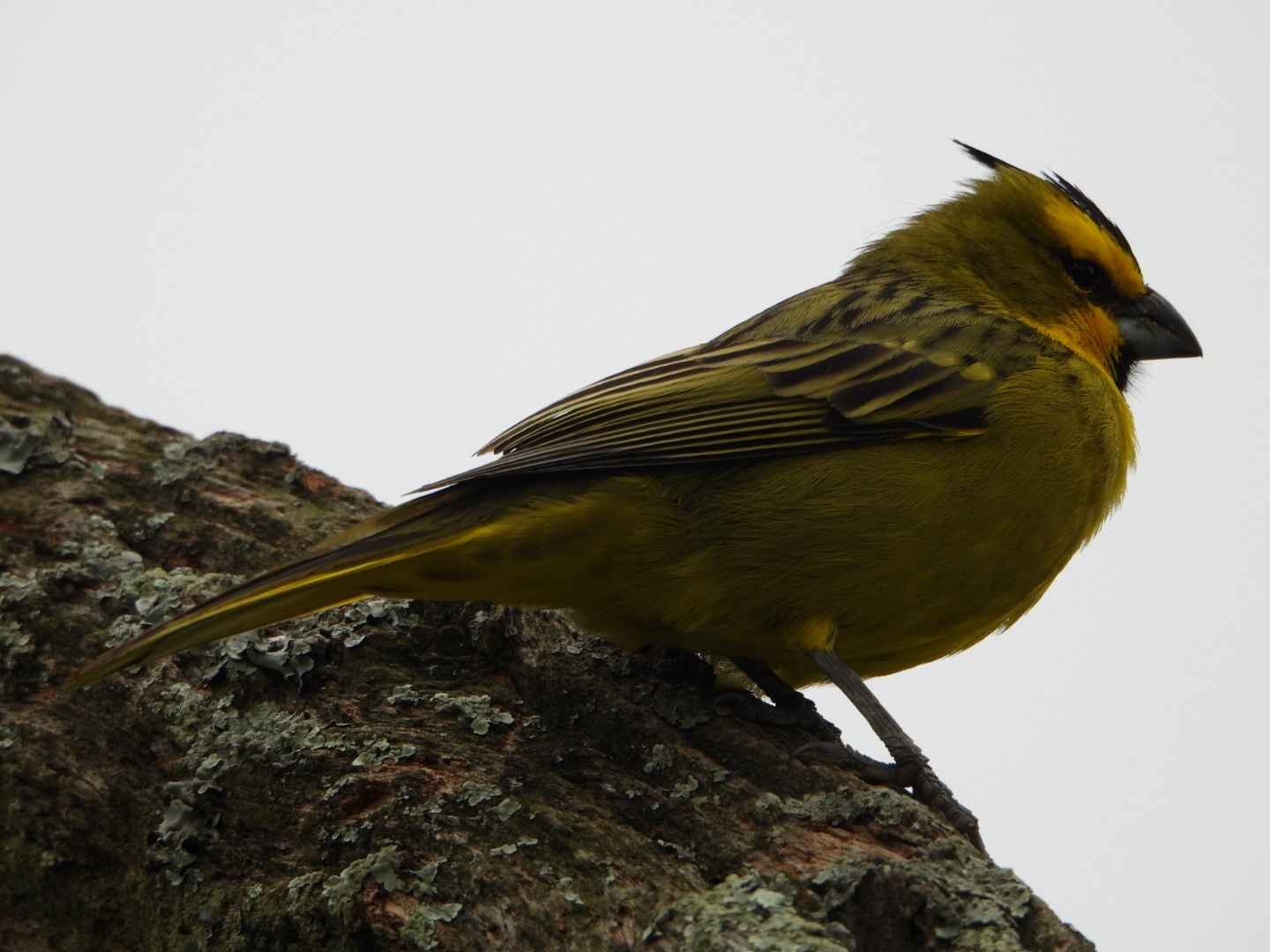 Foto Cardenal Amarillo