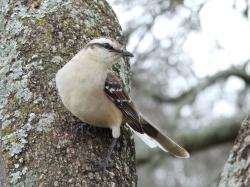 Photo Calandria Grande