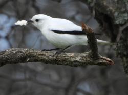 Foto Monjita Blanca