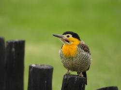 Foto Carpintero Campestre