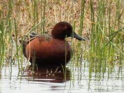 Foto Pato Colorado