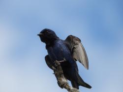 Foto Golondrina Negra