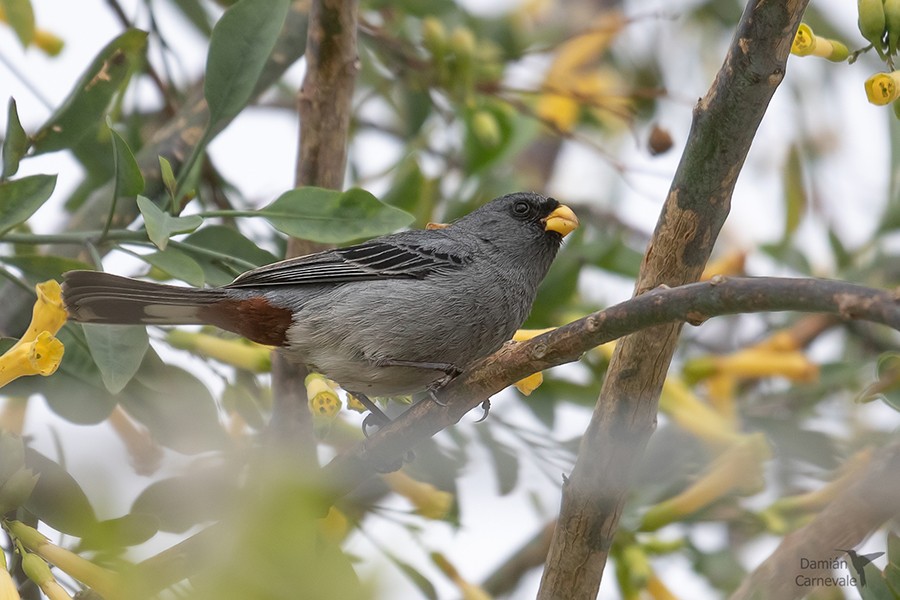 Band-tailed Seedeater (Catamenia analis)