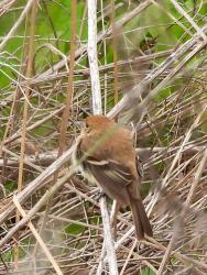 Foto Mosqueta Estriada
