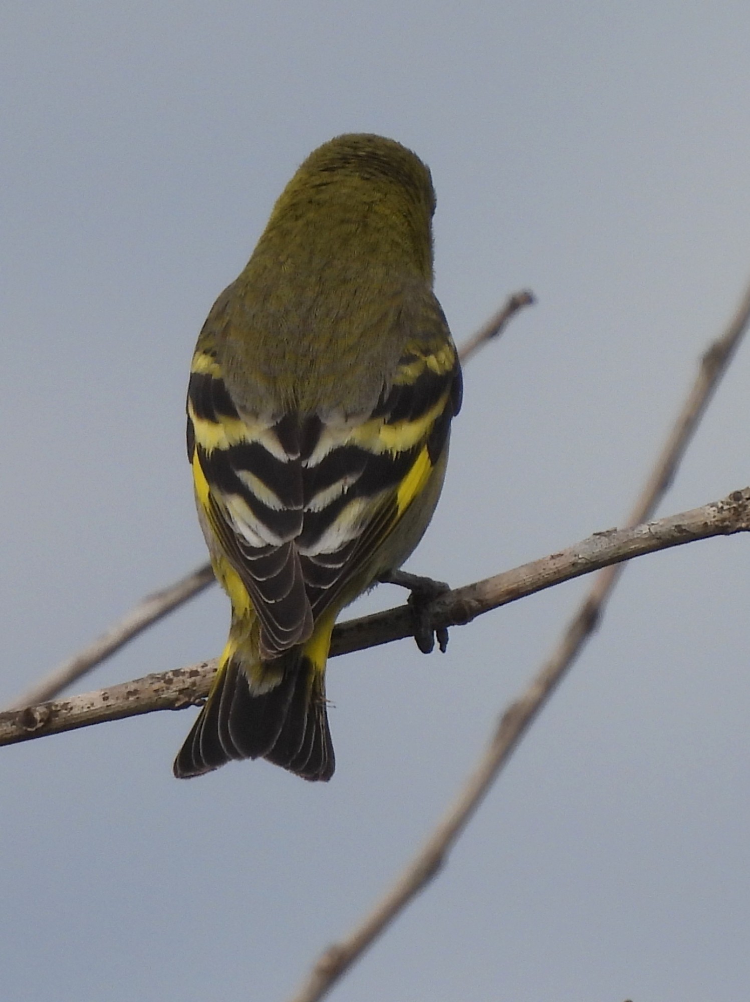 Foto Cabecitanegra Común
