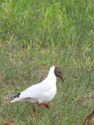 Foto Gaviota Capucho Café