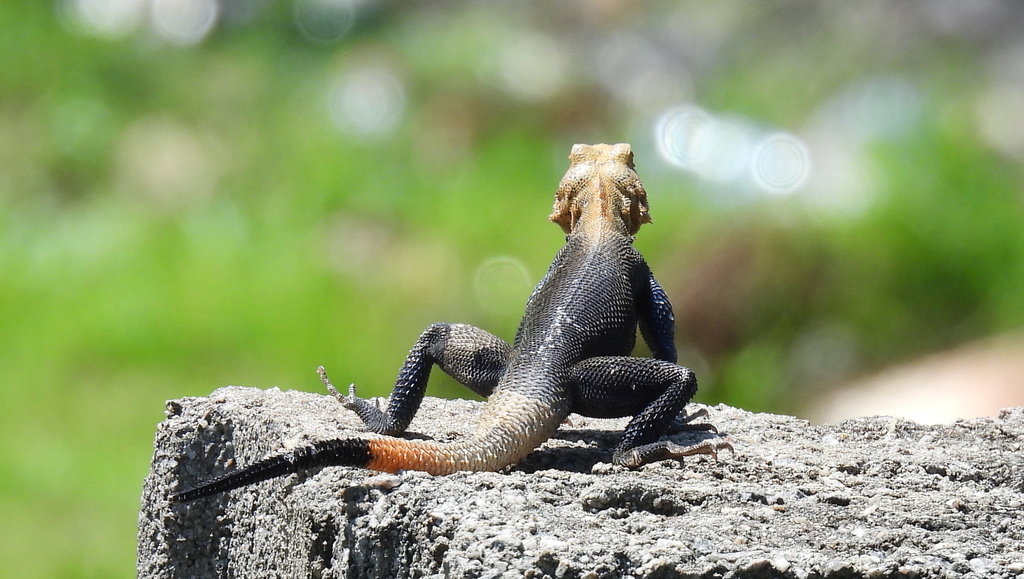 Agama&nbsp;finchi