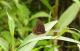 Praepedaliodes phanias