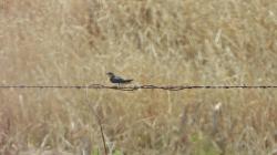 Foto Golondrina Doméstica