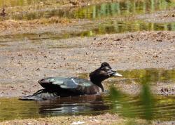 Foto Pato Real