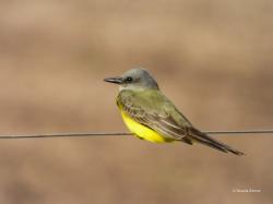 Foto Tropical Kingbird