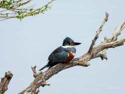 Foto Ringed Kingfisher
