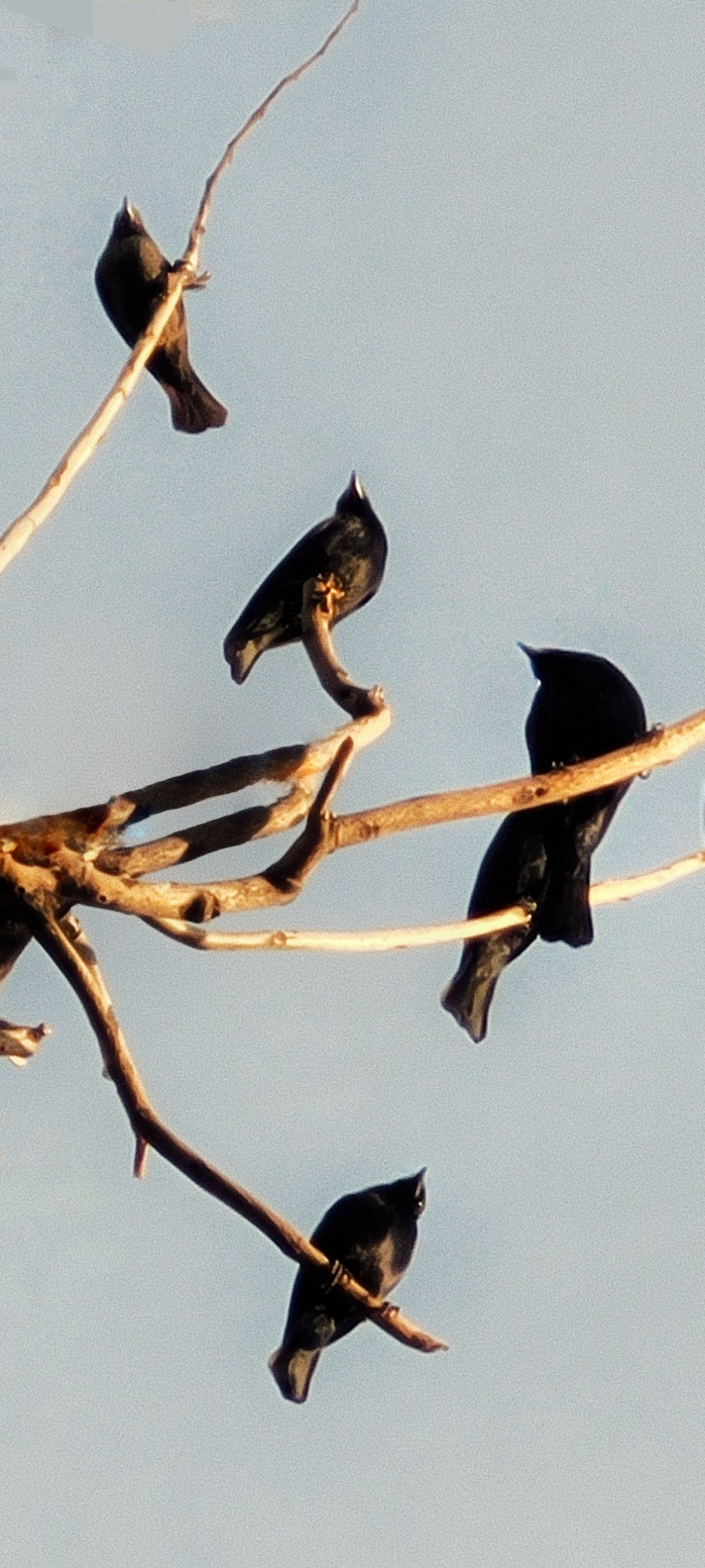 Foto Tordo Renegrido