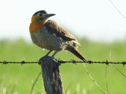 Foto Carpintero Campestre