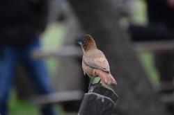 Foto Cacholote Castaño