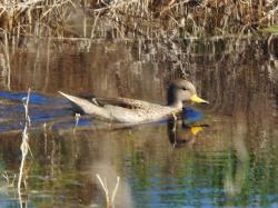 Photo Pato Barcino