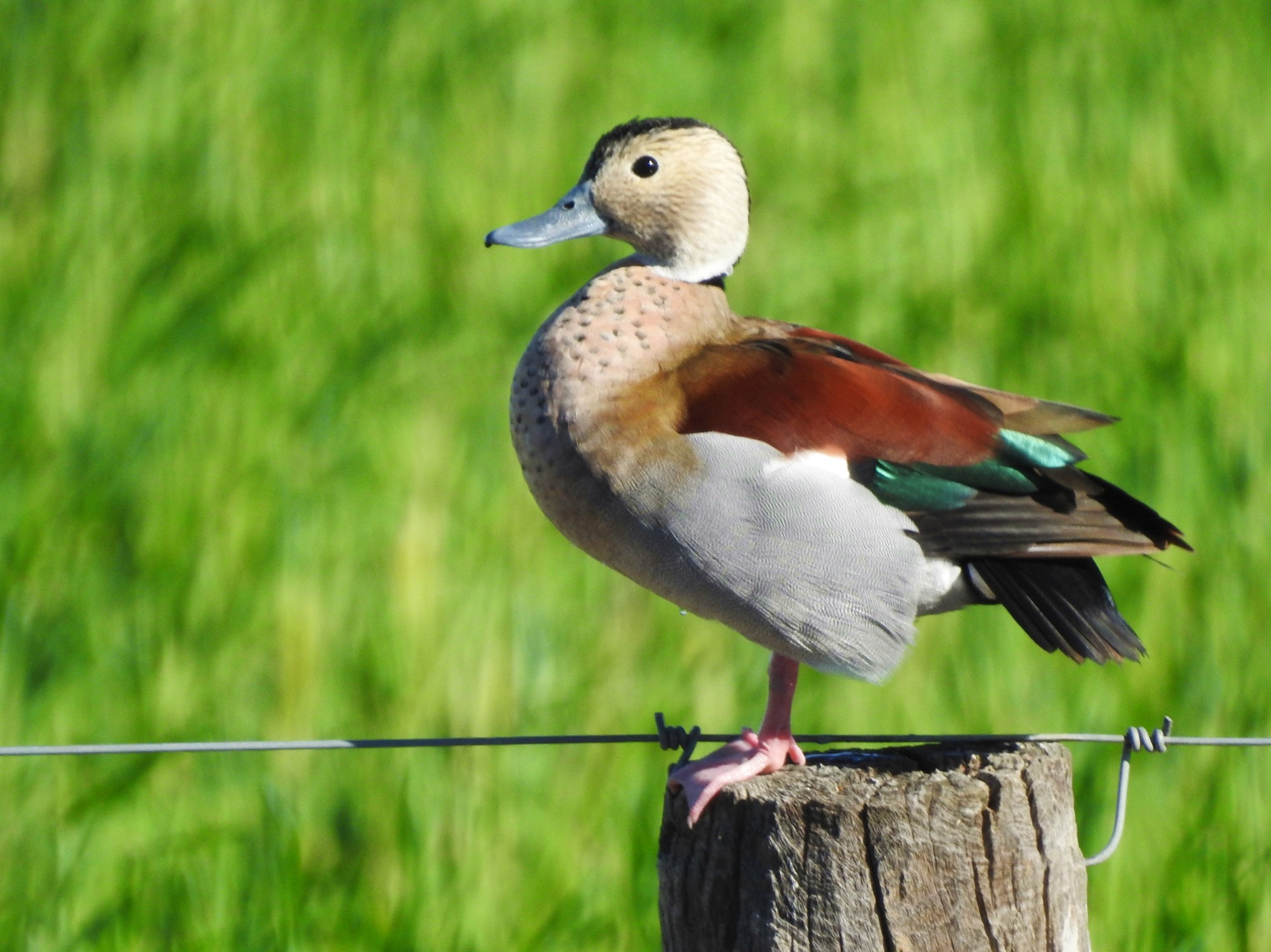 Foto Pato de Collar